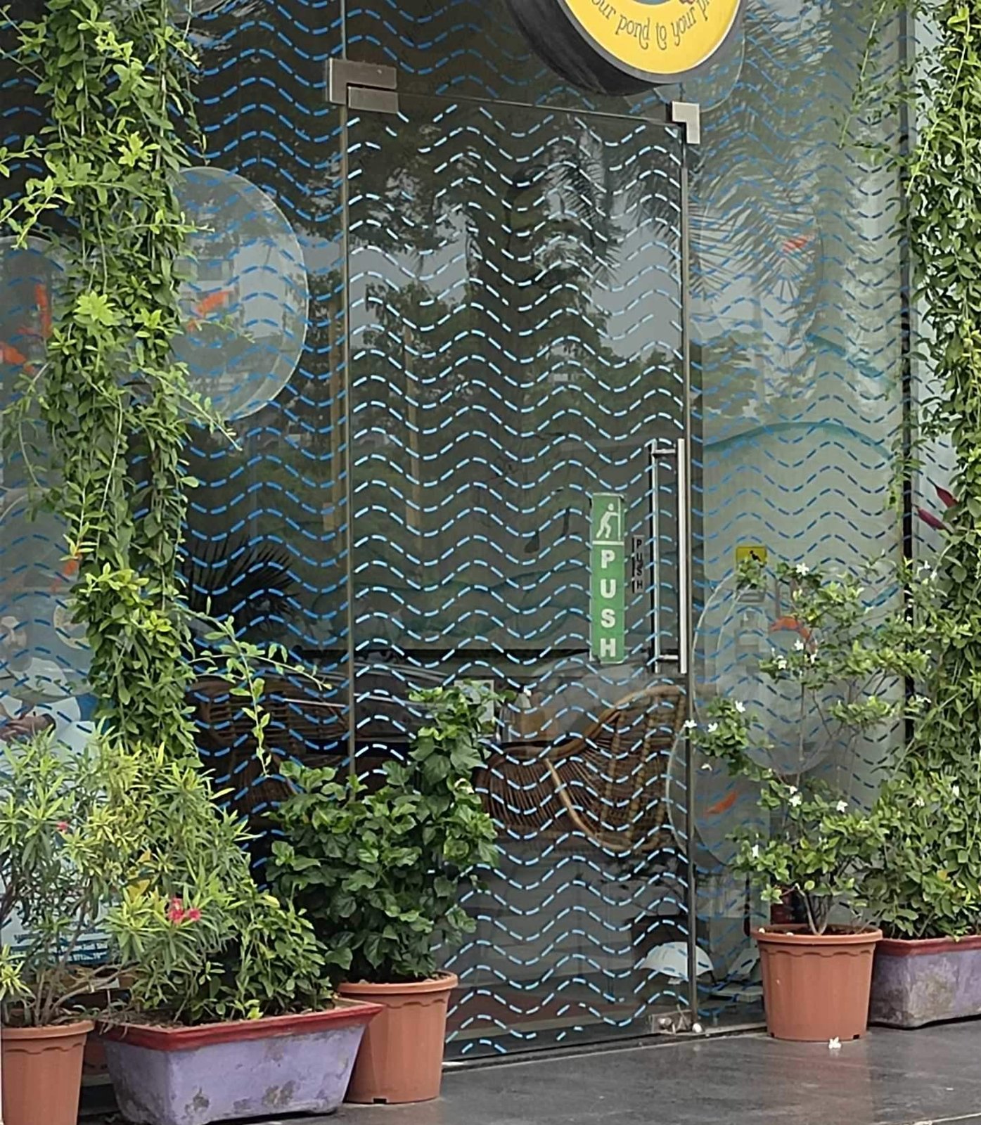 Brahma Flowers
